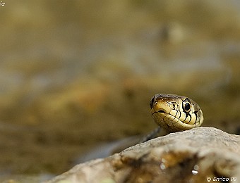 Animali 289